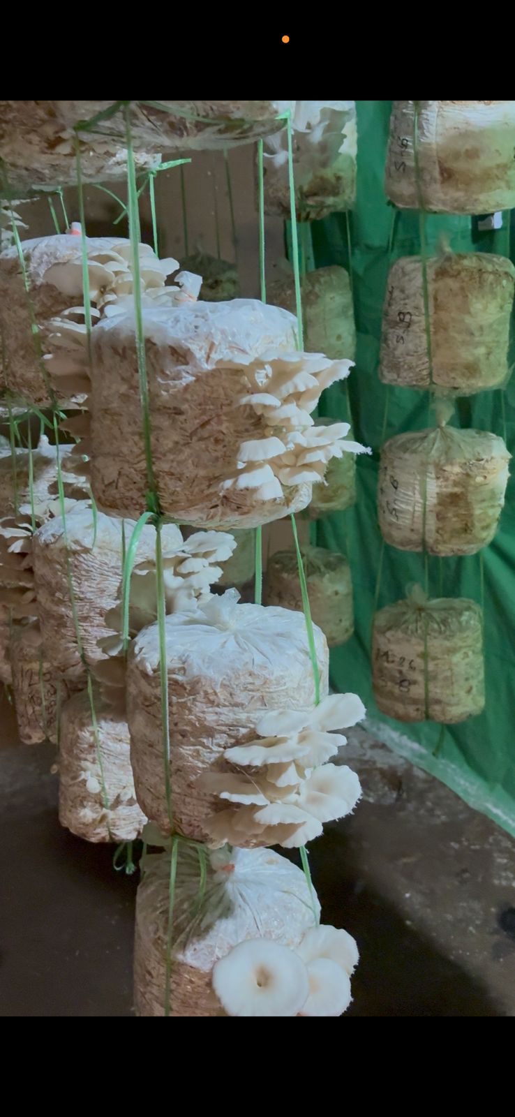 A fresh batch of SS OM BHARAT mushrooms ready for delivery